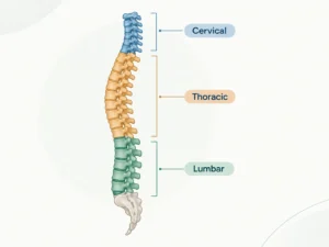 Back Exercises for Spine Health: A Complete Guide
